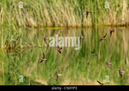 Uferschwalbe (Riparia Riparia), Gruppe, fliegt über Wasser, Türkei, Sanliurfa, Birecik Kiesgruben Stockfoto