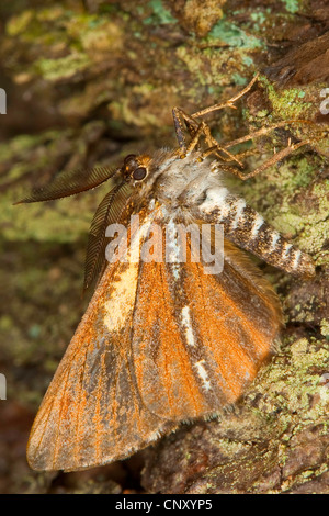 Kiefer Motte, Kiefer Looper Motte, grenzt weiße Pracht (Bupalus Piniaria, Bupalus Piniarius), sitzen auf Holz, Deutschland Stockfoto