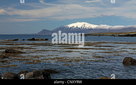 Ytri-Tunga, Ruhestätte für Kegelrobben, Island, Snaefellsnes Stockfoto