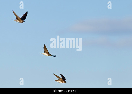 Uferschwalbe (Riparia Riparia), drei sand Martins in den Himmel, Türkei, Sanliurfa, Birecik Kiesgruben Stockfoto