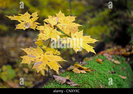 Spitz-Ahorn (Acer Platanoides), junge Ahornbäume im Herbst, Deutschland, Brandenburg Stockfoto