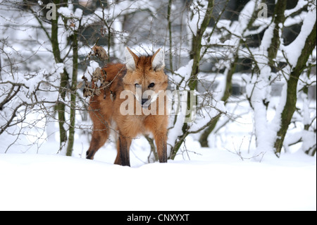 Mähnenwolf (Chrysocyon Brachyurus), stehend im Schnee am Rand eines Waldes Stockfoto