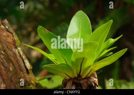 Vogels nest Farn (Asplenium Nidus), im tropischen Regenwald, Malaysia, Sarawak Stockfoto