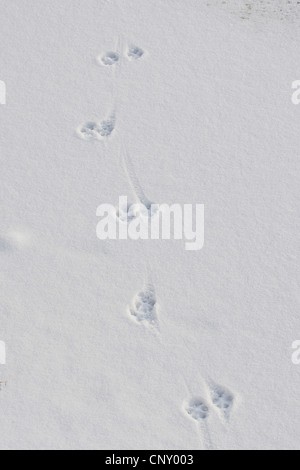 Steinmarder, Steinmarder (Martes Foina), Fußdruck im Schnee, Deutschland Stockfoto