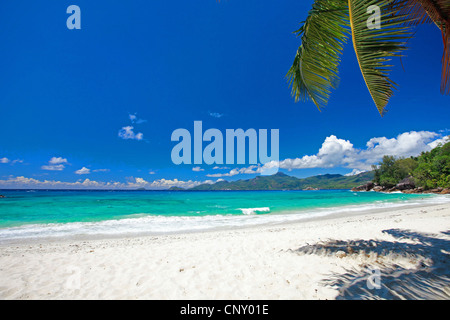 perfekter Strand mit weißem Sand, türkisfarbenes Wasser, Palmen und blauer Himmel, Seychellen Stockfoto