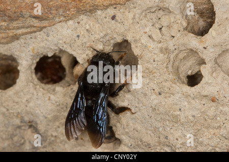 Wand-Biene, Mauerbiene (Megachile Parietina, Chalicodoma Parietina, Chalicodoma Muraria), bei der Zucht von Zellen, Deutschland Stockfoto