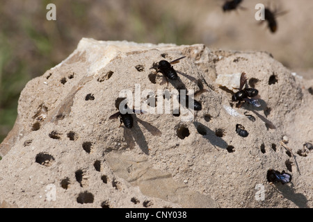 Wand-Biene, Mauerbiene (Megachile Parietina, Chalicodoma Parietina, Chalicodoma Muraria), bei der Zucht von Zellen, Deutschland Stockfoto