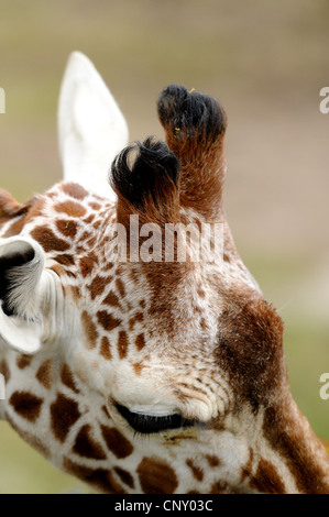 netzartige Giraffe (Giraffa Plancius Reticulata), Hörner Stockfoto