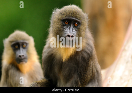 Mandrill (Papio Sphinx, Mandrillus Sphinx), Portrait von zwei Tieren Stockfoto