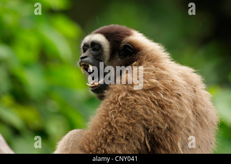 grauer Gibbon, Muellers Gibbon Bornean Gibbon (Hylobates Muelleri), sitzen und lautstark, Malaysia, Sabah, Kota Kinabalu, Borneo Stockfoto