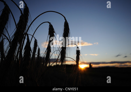 Roggen (Secale Cereale), kultiviert Roggen Ohren bei Gegenlicht bei Sonnenuntergang, Deutschland Stockfoto