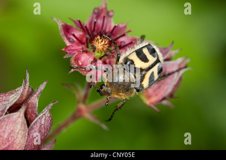 Biene Chafer, Biene Käfer (Trichius Fasciatus), sitzen auf lila Fingerkraut, Deutschland Stockfoto