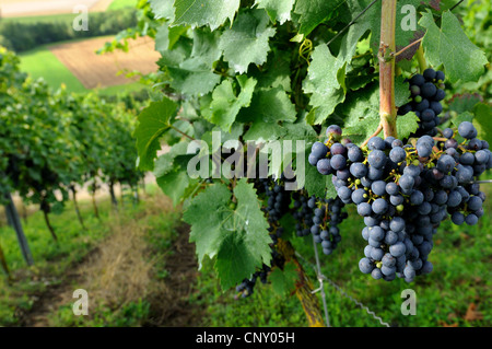 Rebe, Weinrebe (Vitis Vinifera), Trauben am Weinstock, Deutschland Stockfoto