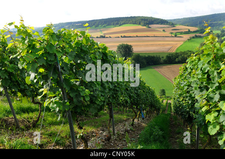 Rebe, Weinrebe (Vitis Vinifera), Reihen von Weinreben, Deutschland Stockfoto