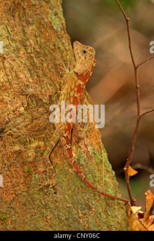 Borneo Anglehead Agamen, Borneo Wald Dragon (Gonocephalus Borneensis), Frau sitzt an einem Baumstamm, Malaysia, Sarawak, Borneo Stockfoto