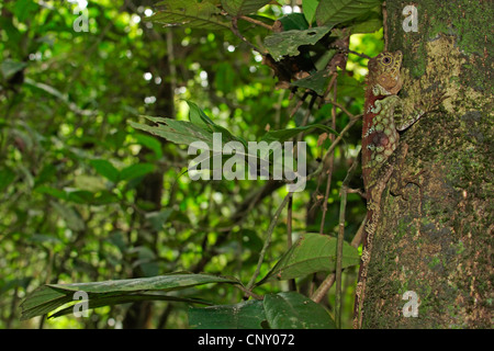 Borneo Anglehead Agamen, Borneo Wald Dragon (Gonocephalus Borneensis), Männlich, sitzt an einem Baumstamm, Malaysia, Sarawak, Borneo Stockfoto