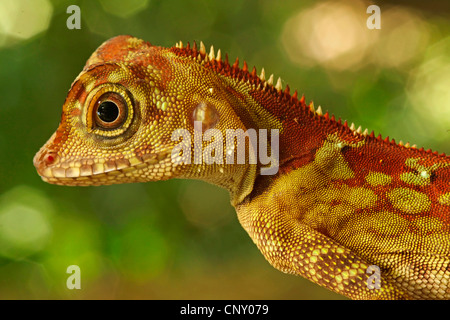 Borneo Anglehead Agamen, Borneo Wald Dragon (Gonocephalus Borneensis), seitliche Porträt einer weiblich, Malaysia, Sarawak, Borneo Stockfoto