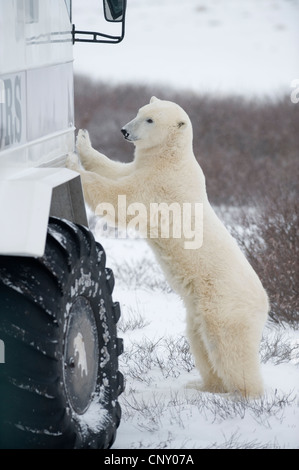 Eisbär untersucht "Tundra Buggy" in Churchill, Manitoba Stockfoto