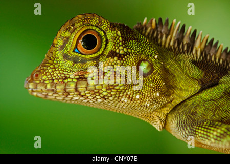 Borneo Anglehead Agamen, Borneo Wald Dragon (Gonocephalus Borneensis), seitliche Porträt einer männlich, Malaysia, Sarawak, Borneo Stockfoto