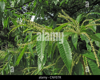 Spanisch-Kastanie, Edelkastanie (Castanea Sativa), blühender Zweig, männlichen Blütenstände, Deutschland Stockfoto