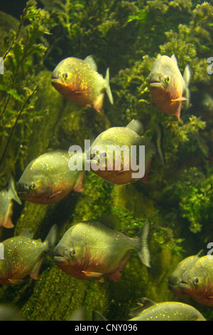 konvex-headed Piranha, Natterer Piranha, roter Piranha, rote Piranhas (Serrasalmus Nattereri, Pygocentrus Nattereri, Rooseveltiella Nattereri), Untiefe Stockfoto