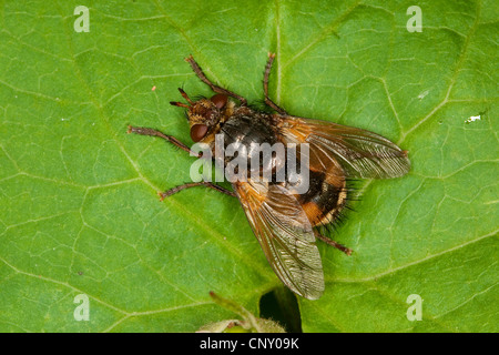 Tachinid Fly (Tachina Fera), Weiblich, Deutschland Stockfoto