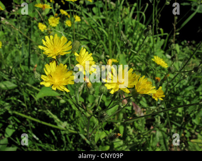 Glatte Hawk-Bart, Europäische Hawksbeard (Crepis Capillaris), blühen, Deutschland, Baden-Württemberg Stockfoto