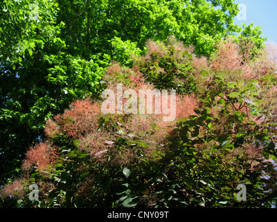 venezianische Sumach, Smoketree (Cotinus Coggygria 'Royal Purple', Cotinus Coggygria Royal Purple), Fruchtkörper Stockfoto