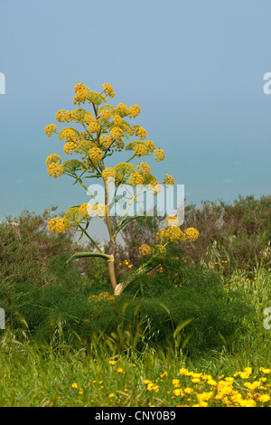 Afrikanische Ammoniacum (Ferula Communis), blühen Stockfoto