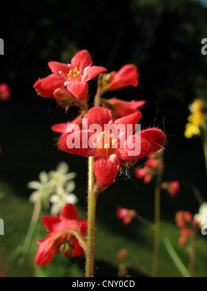 Purpurglöckchen (Heuchera sanguineaund 'Splendens', Heuchera sanguineaund Splendens), Blumen Stockfoto