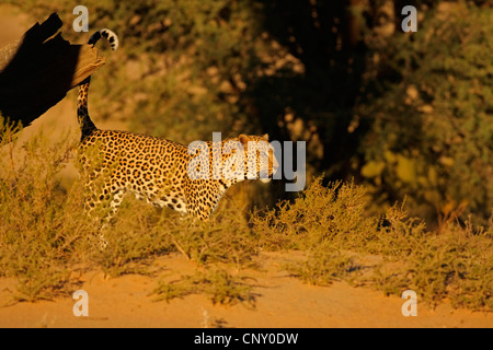 Leopard (Panthera Pardus), Seitenansicht, Kalahari, Kgalagadi Transfrontier NP, Nordkap, Südafrika Stockfoto