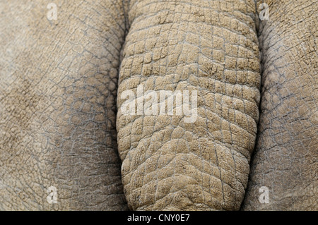 größere Panzernashorn, große ein-gehörnte Panzernashorn (Rhinoceros Unicornis), Detailansicht des Hecks Stockfoto