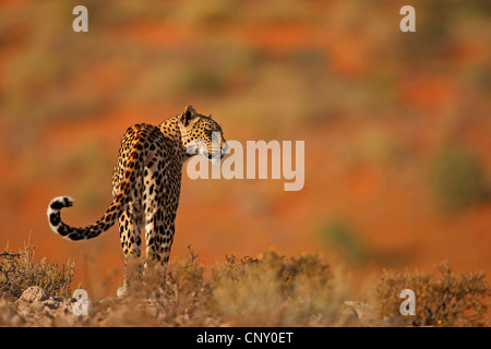 Leopard (Panthera Pardus), Rückansicht, Kalahari, Kgalagadi Transfrontier NP, Nordkap, Südafrika Stockfoto