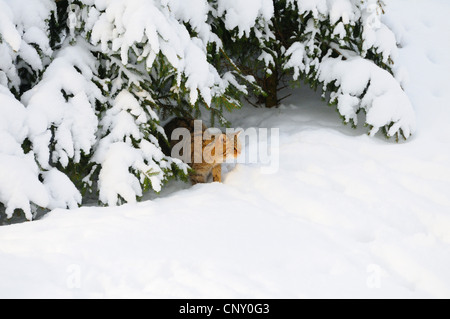 Europäische Wildkatze, Wald Wildkatze (Felis Silvestris Silvestris), auf der Suche unter den Bäumen am Waldrand in einer verschneiten Landschaft (keine Erlaubnis für Jagd Themen), Deutschland, Bayern Stockfoto