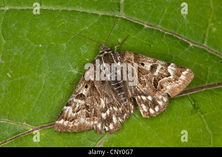 Mutter Shipton, Mutter Shipton Moth (Callistege mi, Euclidia mi, Gonospileia-mi), sitzt auf einem Blätter, Deutschland Stockfoto