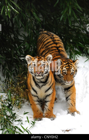 Sibirische Tiger, Amurian Tiger (Panthera Tigris Altaica), zwei Welpen im Schnee Stockfoto
