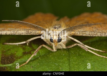 Orange Motte (Angerona Prunaria), männliche sitzt auf einem Blatt, Deutschland Stockfoto