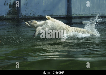Eisbär (Ursus Maritimus), Sprung ins Wasser Stockfoto