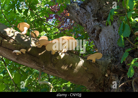 Dryade Sattel, der Fasan zurück Pilz (Polyporus an), auf einem alten sterbenden Kastanien, Deutschland Stockfoto