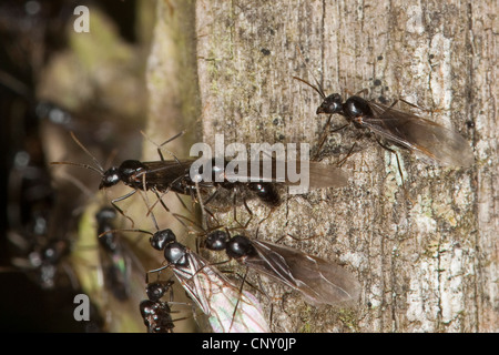 Jet-Ameise, glänzend tiefschwarz Ameisen (Lasius Fuliginosus), geflügelten Individuen, Deutschland Stockfoto