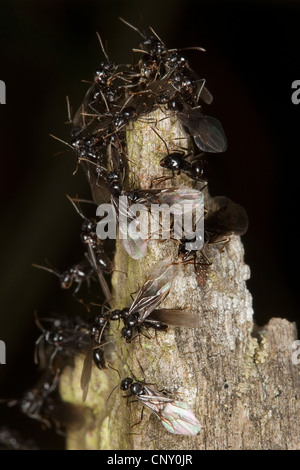 Jet-Ameise, glänzend tiefschwarz Ameisen (Lasius Fuliginosus), geflügelten Individuen, Deutschland Stockfoto