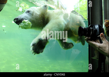 Eisbär (Ursus Maritimus), Tauchen Stockfoto