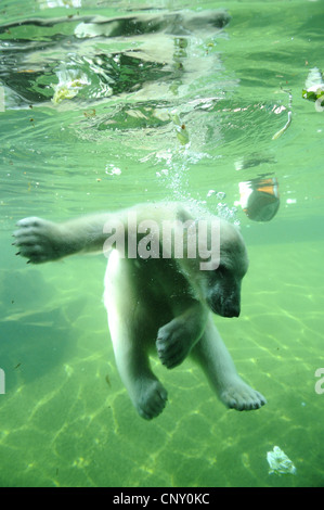 Eisbär (Ursus Maritimus), Tauchen Stockfoto