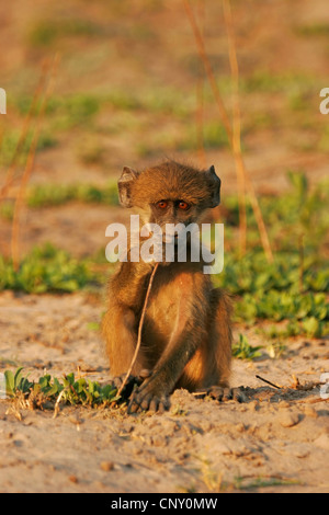 Gelbe Pavian, Savanne Pavian, gemeinsame Pavian Chacma Pavian (Papio Cynocephalus), juvenile sitzen am Boden Boden kauen auf einem Stiel, Botswana, Chobe-Nationalpark Stockfoto