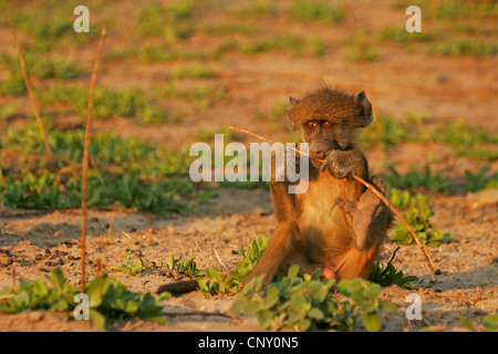 Gelbe Pavian, Savanne Pavian, gemeinsame Pavian Chacma Pavian (Papio Cynocephalus), juvenile sitzen am Boden Boden kauen auf einem Stiel, Botswana, Chobe-Nationalpark Stockfoto