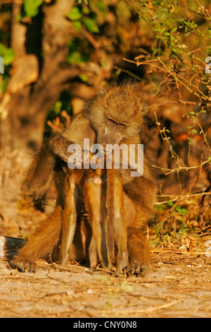 Gelbe Pavian, Savanne Pavian, gemeinsame Pavian, Chacma Pavian (Papio Cynocephalus), Mutter lousing ein Jungtier, Botswana Chobe-Nationalpark Stockfoto