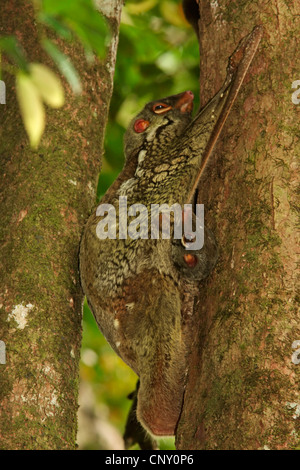 Malaiische fliegen Lemur, Vobego (Cynocephalus Variegatus), auf einem Baumstamm, Malaysia, Sarawak, Borneo Stockfoto