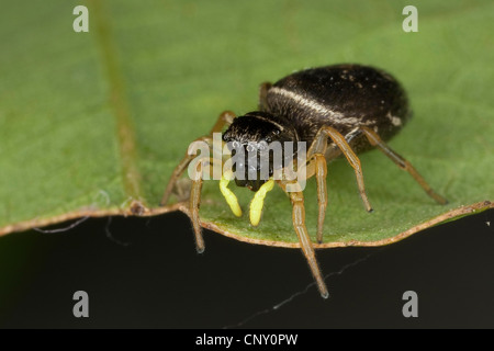 Springspinne (Heliophanus Cupreus), sitzt auf einem Blatt, Europa, Deutschland Stockfoto