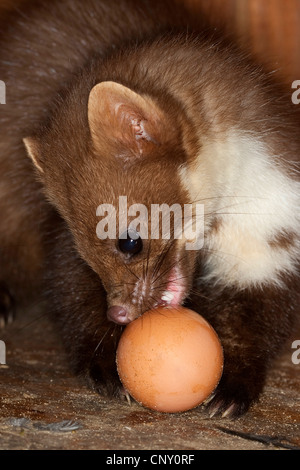 Steinmarder, Steinmarder (Martes Foina), Fütterung auf eine Henn Ei, Deutschland Stockfoto