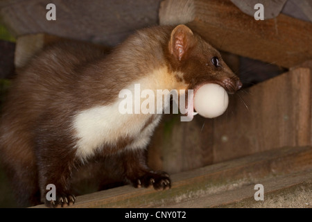 Steinmarder, Steinmarder (Martes Foina), Ei-Dieb Stockfoto